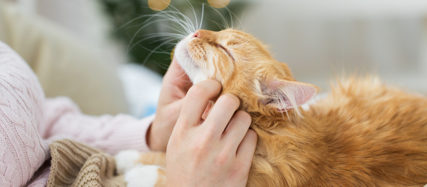 Día Mundial del gato: Conocé su naturaleza única y cómo cuidar su bienestar 