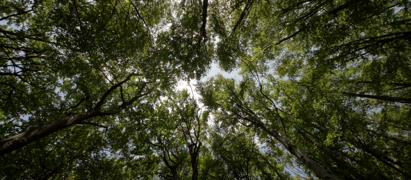 Día del árbol: ¿Por qué son tan importantes para el bienestar y cómo protegerlos?