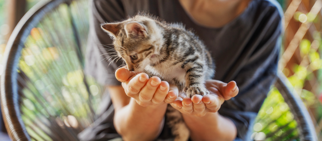 Cómo criar a un gato bebé: guía esencial para tutores primerizos
